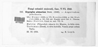Erysiphe ulmariae image